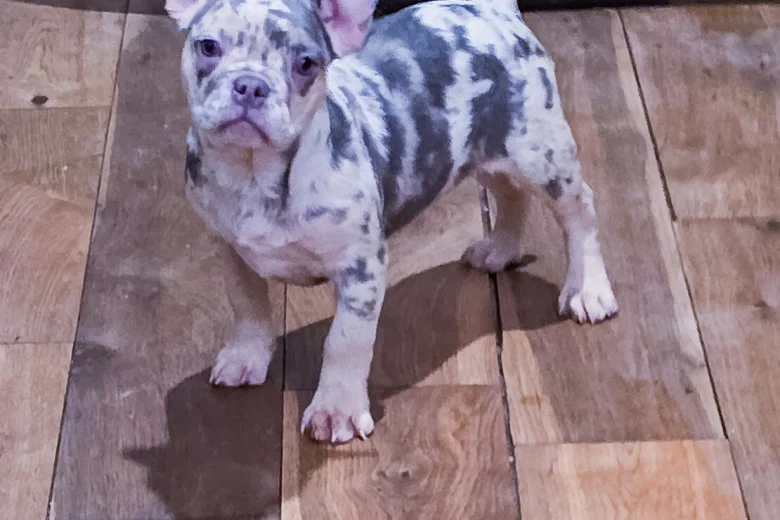 French Bulldog