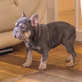 French Bulldog