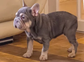 French Bulldog