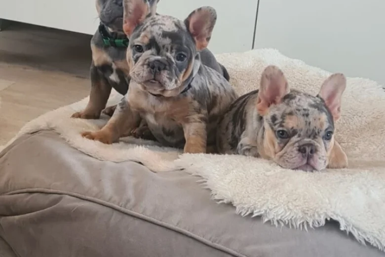 French Bulldog