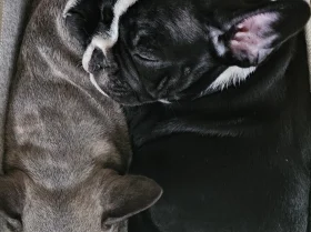 French Bulldog