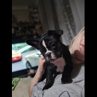 French Bulldog