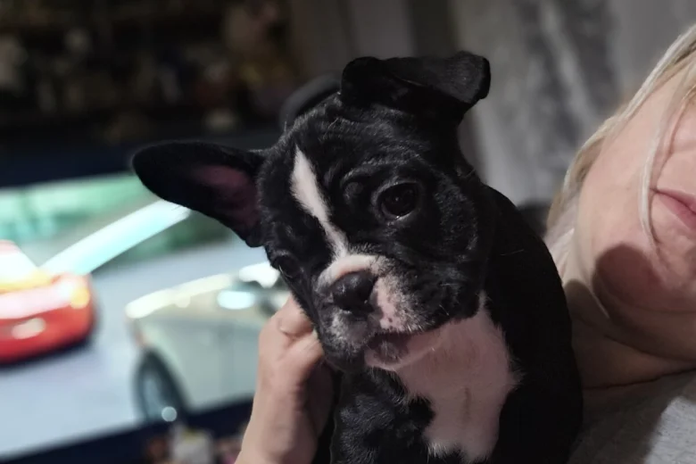 French Bulldog