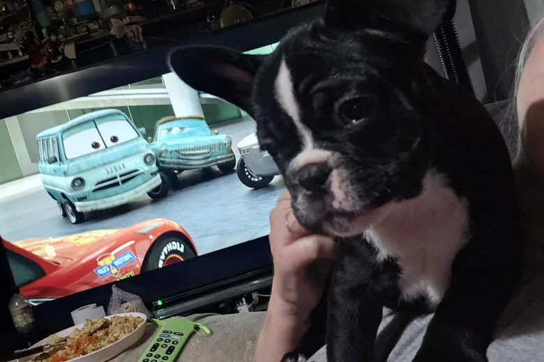 French Bulldog