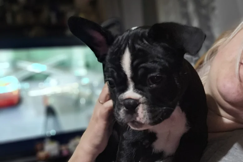 French Bulldog