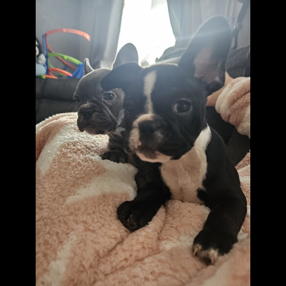 French Bulldog