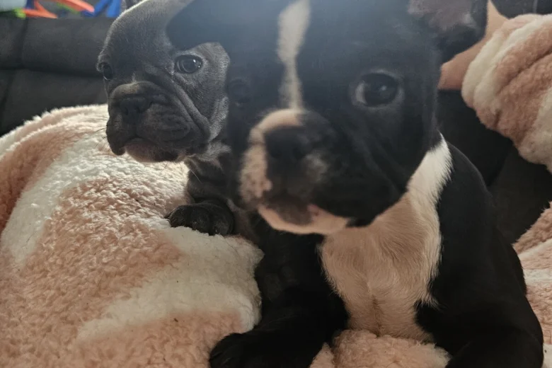 French Bulldog