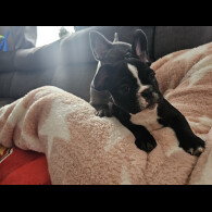 French Bulldog