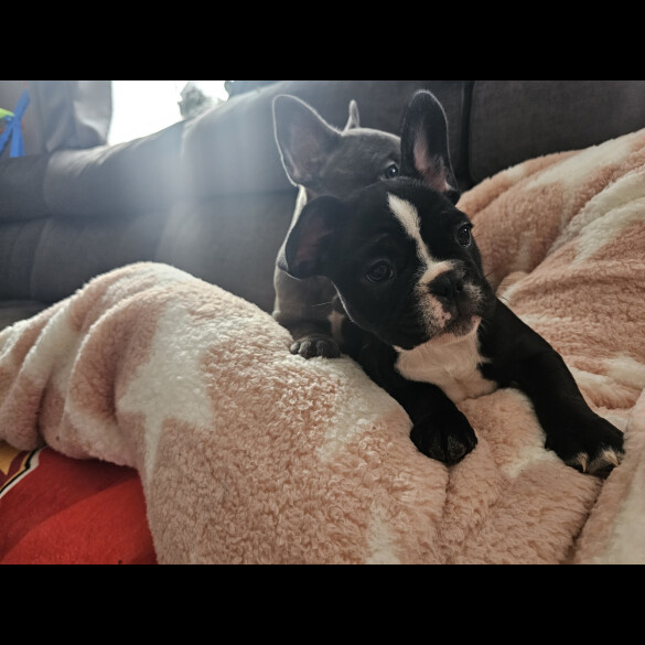 French Bulldog