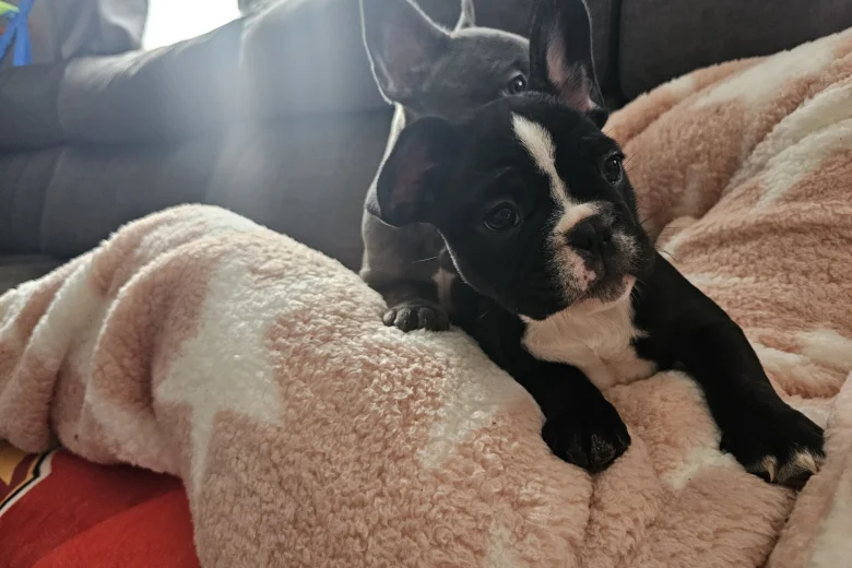 French Bulldog