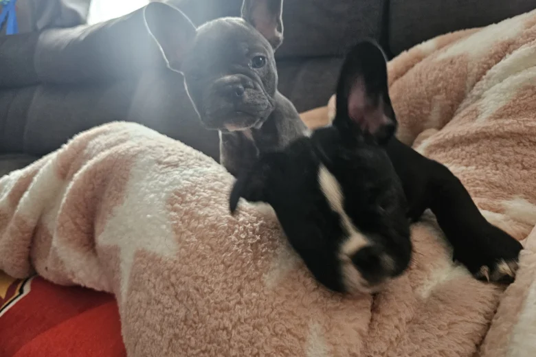 French Bulldog