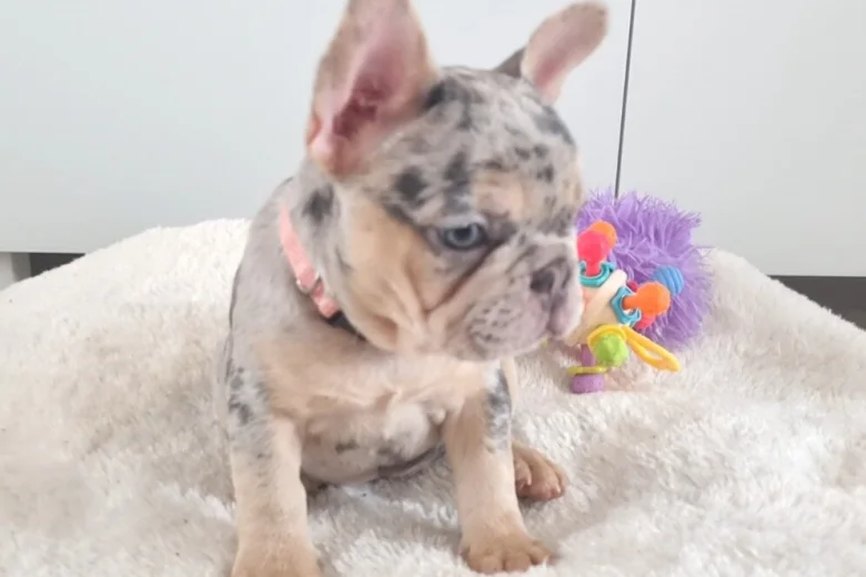 French Bulldog