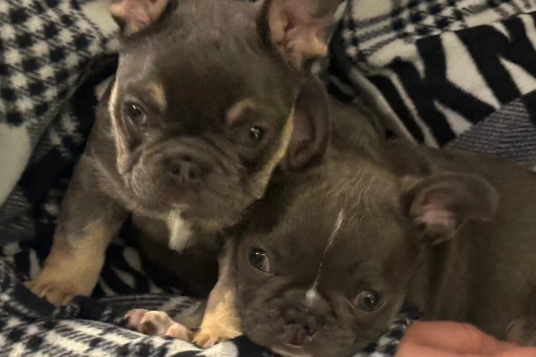 French Bulldog