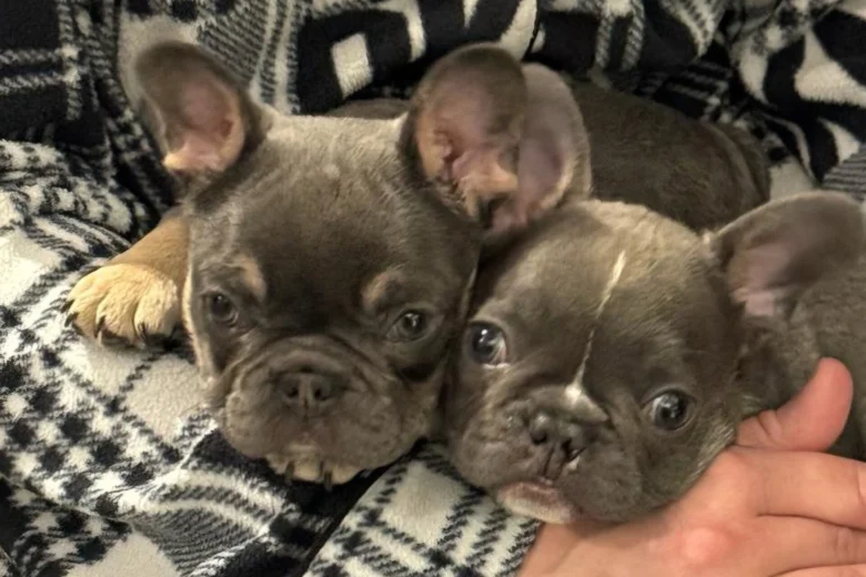 French Bulldog