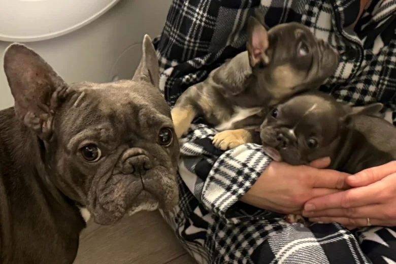 French Bulldog