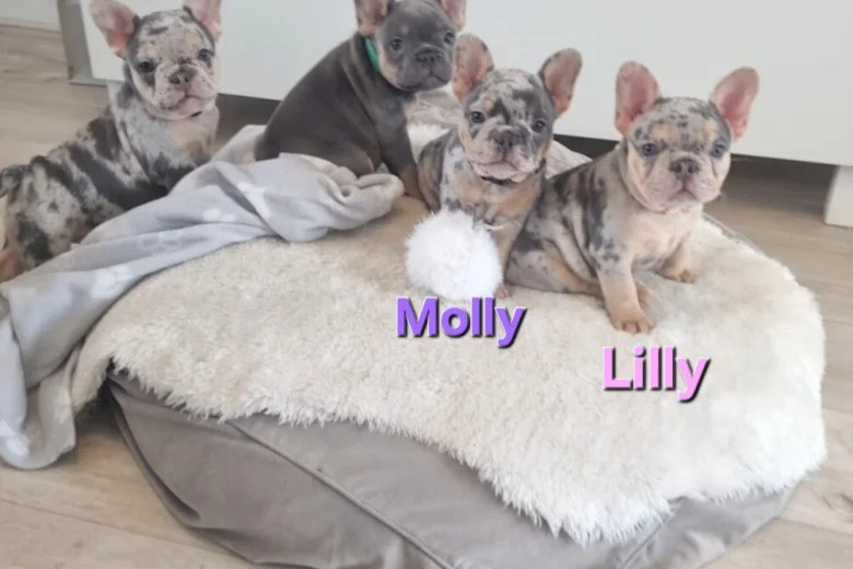 French Bulldog