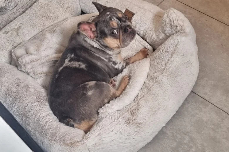 French Bulldog