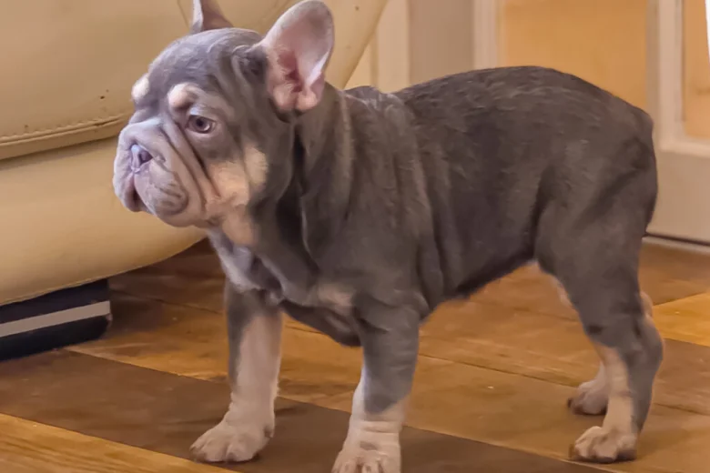 French Bulldog