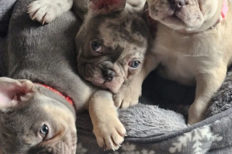 French Bulldog