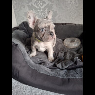 French Bulldog