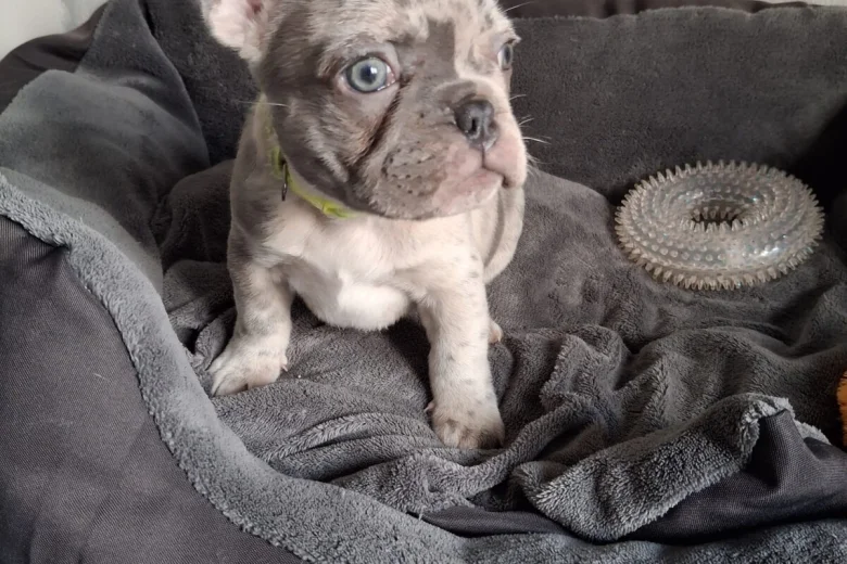 French Bulldog
