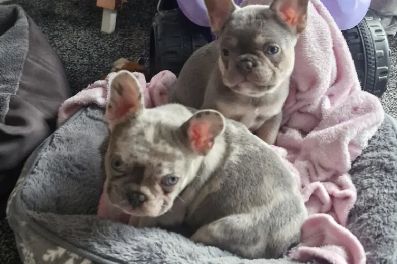 French Bulldog
