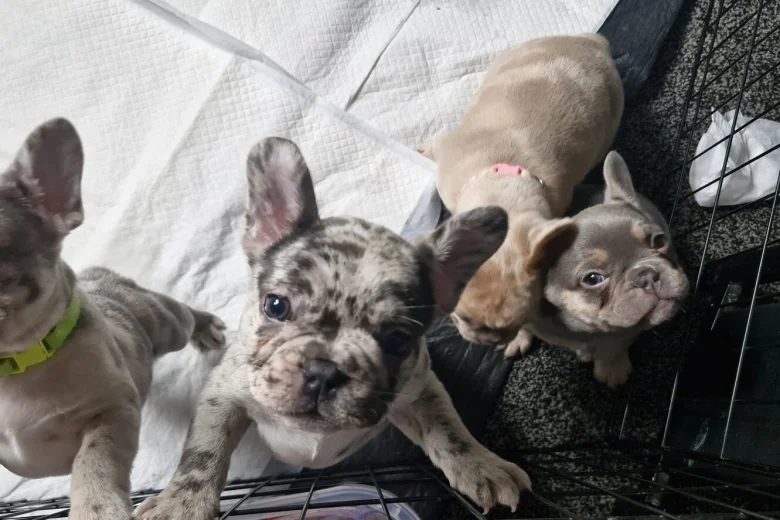 French Bulldog