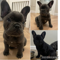 French Bulldog