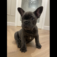 French Bulldog