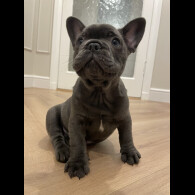 French Bulldog