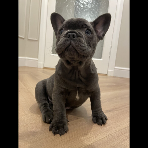 French Bulldog