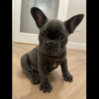 French Bulldog