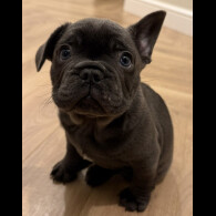 French Bulldog