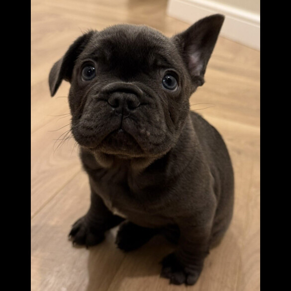 French Bulldog