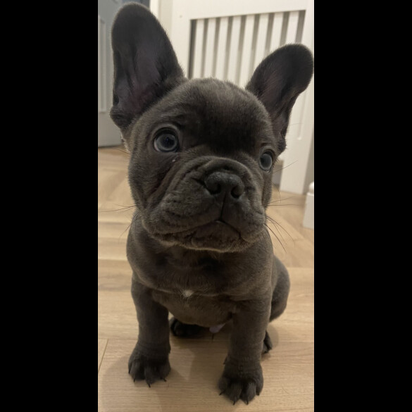 French Bulldog