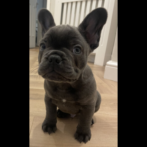French Bulldog
