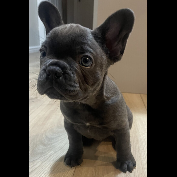 French Bulldog