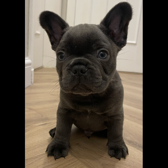 French Bulldog
