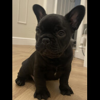 French Bulldog