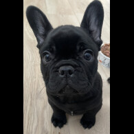 French Bulldog