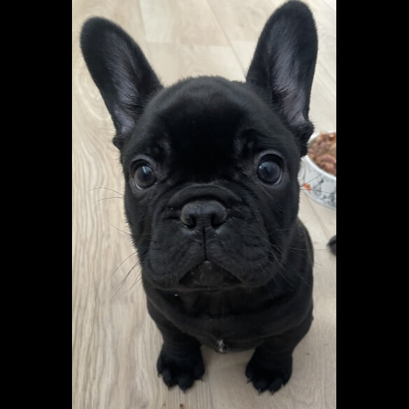 French Bulldog
