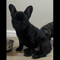 French Bulldog