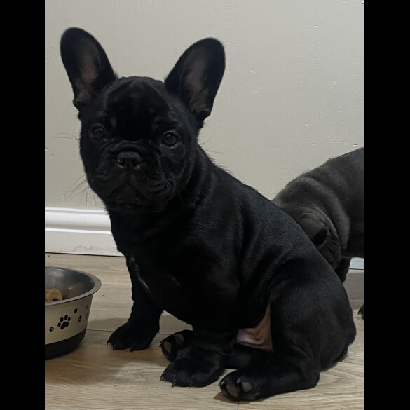 French Bulldog