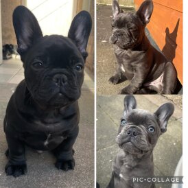 French Bulldog