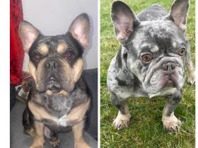 French Bulldog