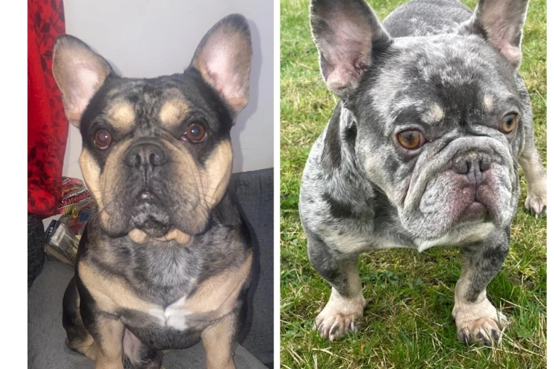 French Bulldog