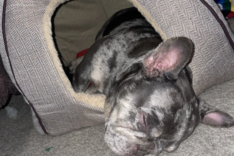 French Bulldog