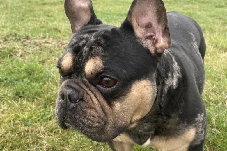 French Bulldog