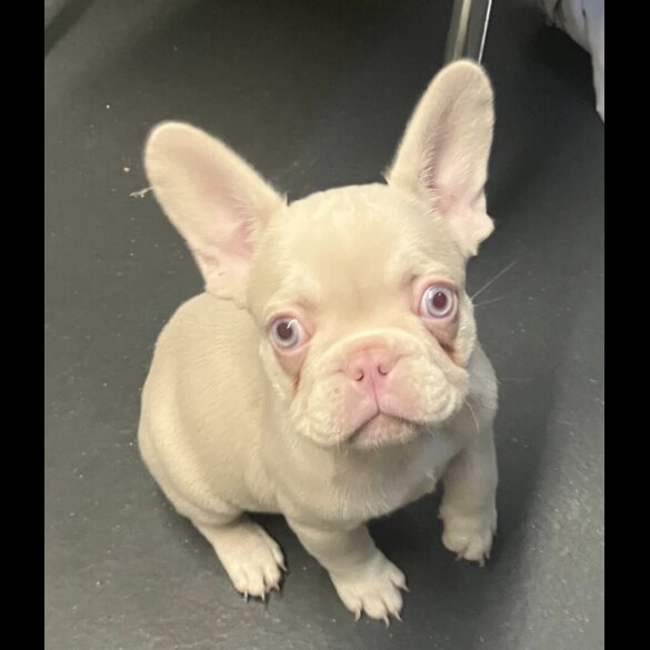 French Bulldog