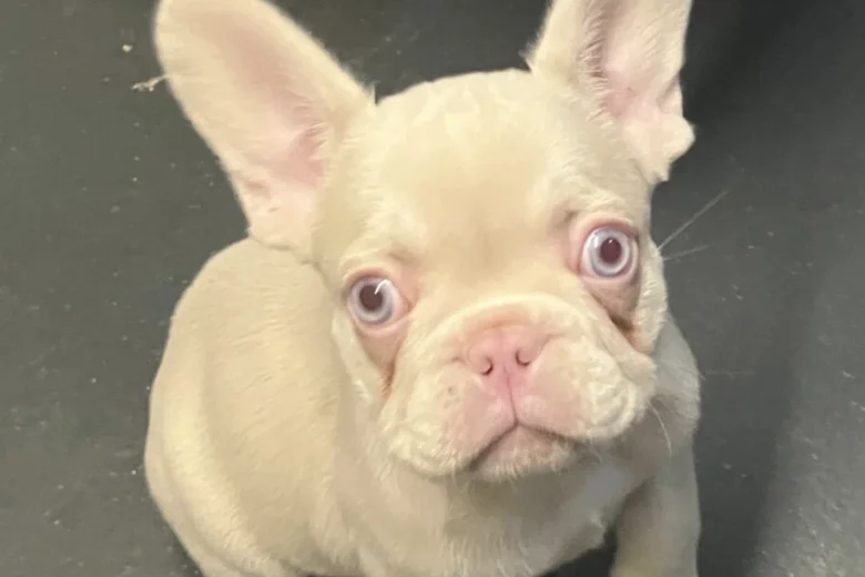 French Bulldog